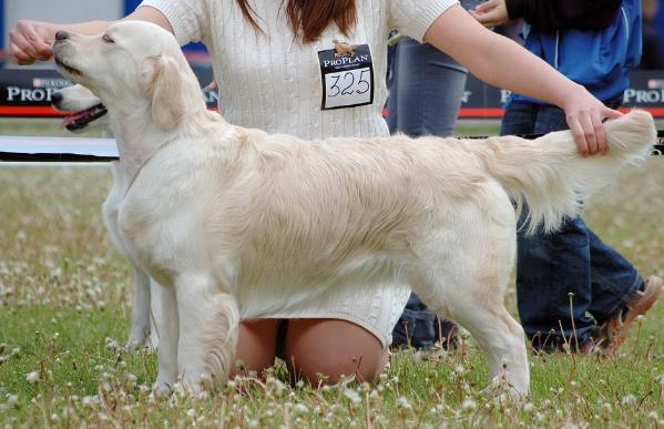 Trinity Blue La Perla Del Sur | Golden Retriever 