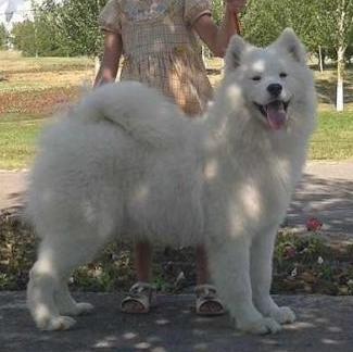 FELIKSANA IZ KOROLEVSTVA MARGARITY | Samoyed 