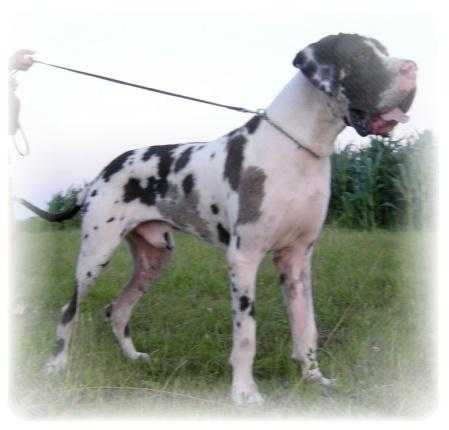 Quantum Libet Adamsky | Great Dane 