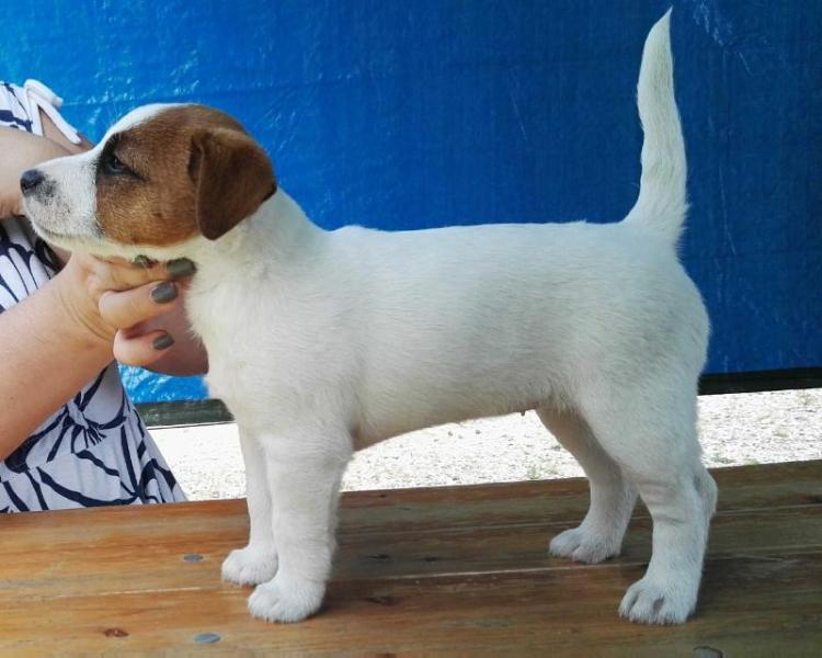 KEARNY DI SAN RUFFINO | Jack Russell Terrier 