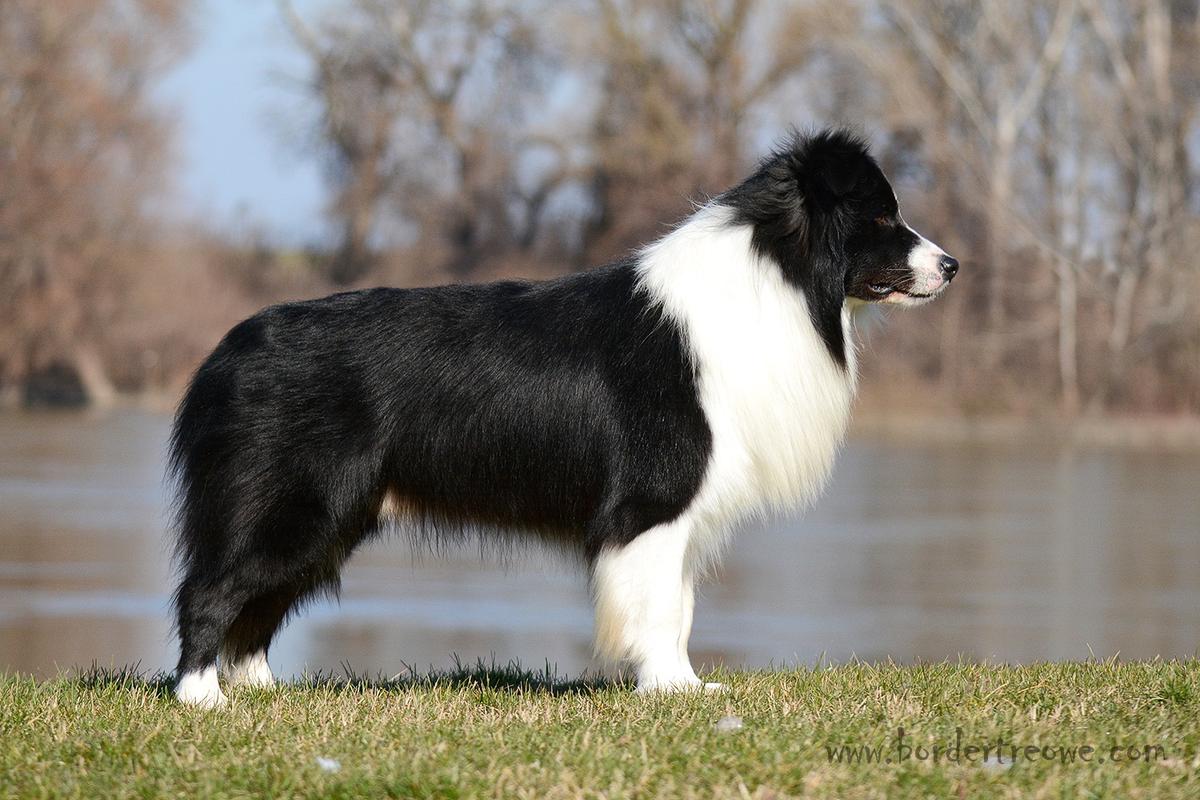 Indiana Jones of Bordertreowe | Border Collie 