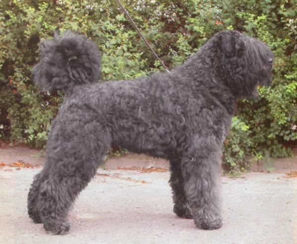 Clyde Robey v.d. Duca Vallei | Bouvier des Flandres 