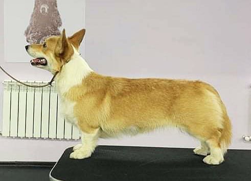 ANDVOL ZHDANA | Pembroke Welsh Corgi 