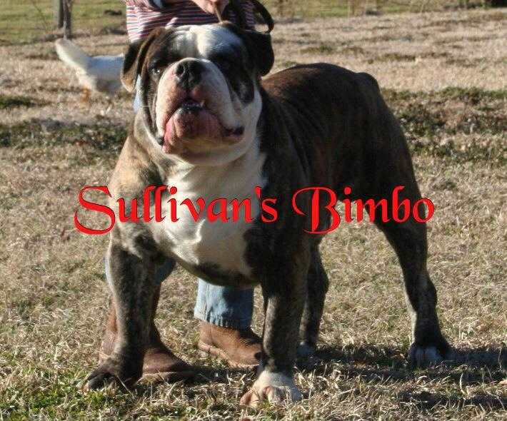 Sullivan's Bimbo Chumly | Olde English Bulldogge 