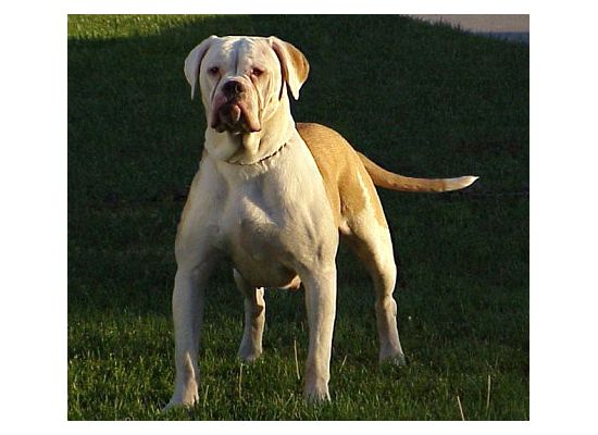 P.S.I.'s Miss Chevious | American Bulldog 