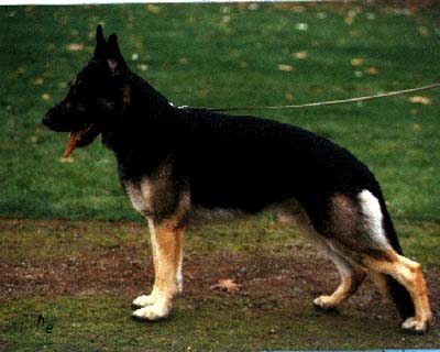 Astor vom Schelmenturm | German Shepherd Dog 