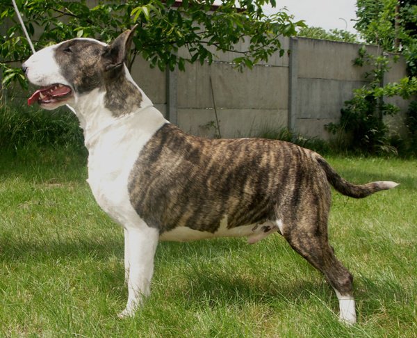 DUST IN THE WIND OPALPLAST. | Bull Terrier 