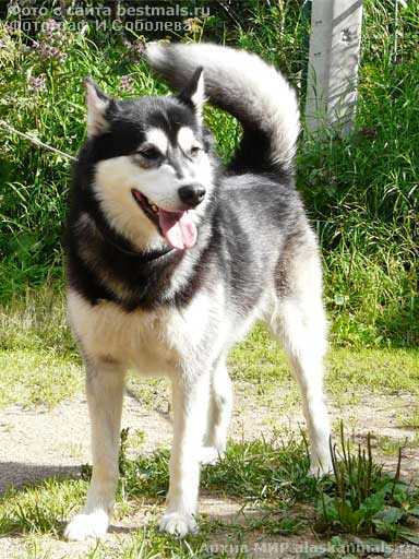 Laskovoe Oblako Assol-Mechtatelnitca | Alaskan Malamute 