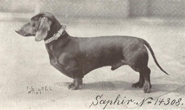 Saphir | Dachshund 