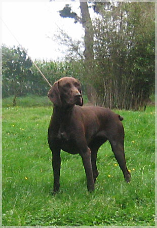 Otti vom thuringer zipfel | German Shorthaired Pointer 