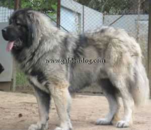 Almaz ot Akbek | Caucasian Mountain Dog 