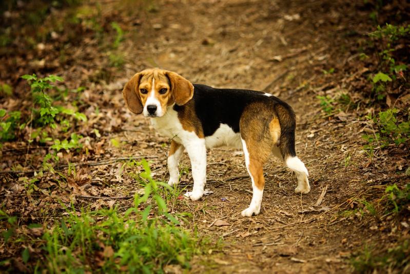 Tucker Bottom's Cornfed Jump Boots | Beagle 