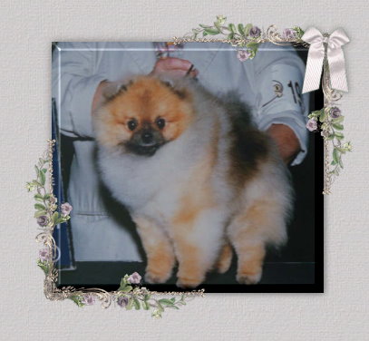 Lil Darlins (Simply Irresistible) | Pomeranian 