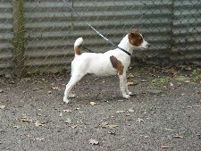 Nallerslane Robinsoak | Jack Russell Terrier 