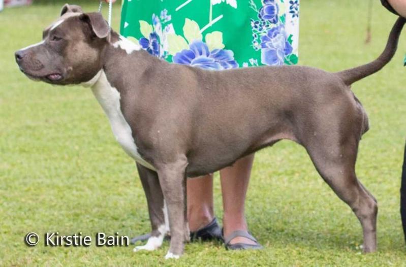 Shasta First Lady | American Staffordshire Terrier 