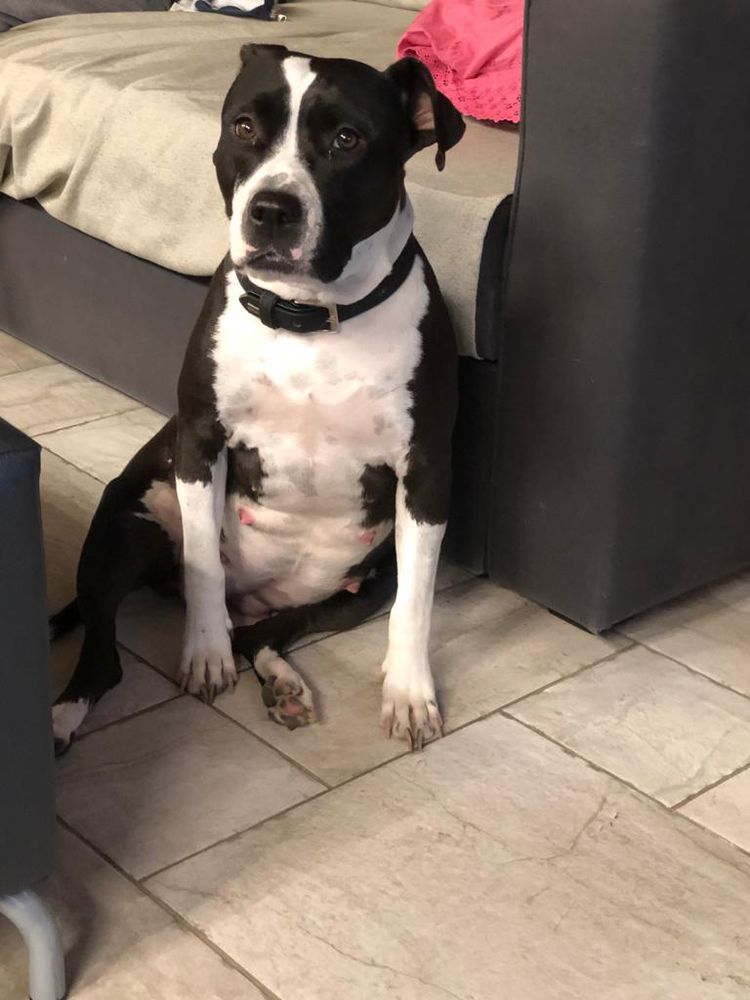 WONDER WOMAN HARLEY. | American Staffordshire Terrier 