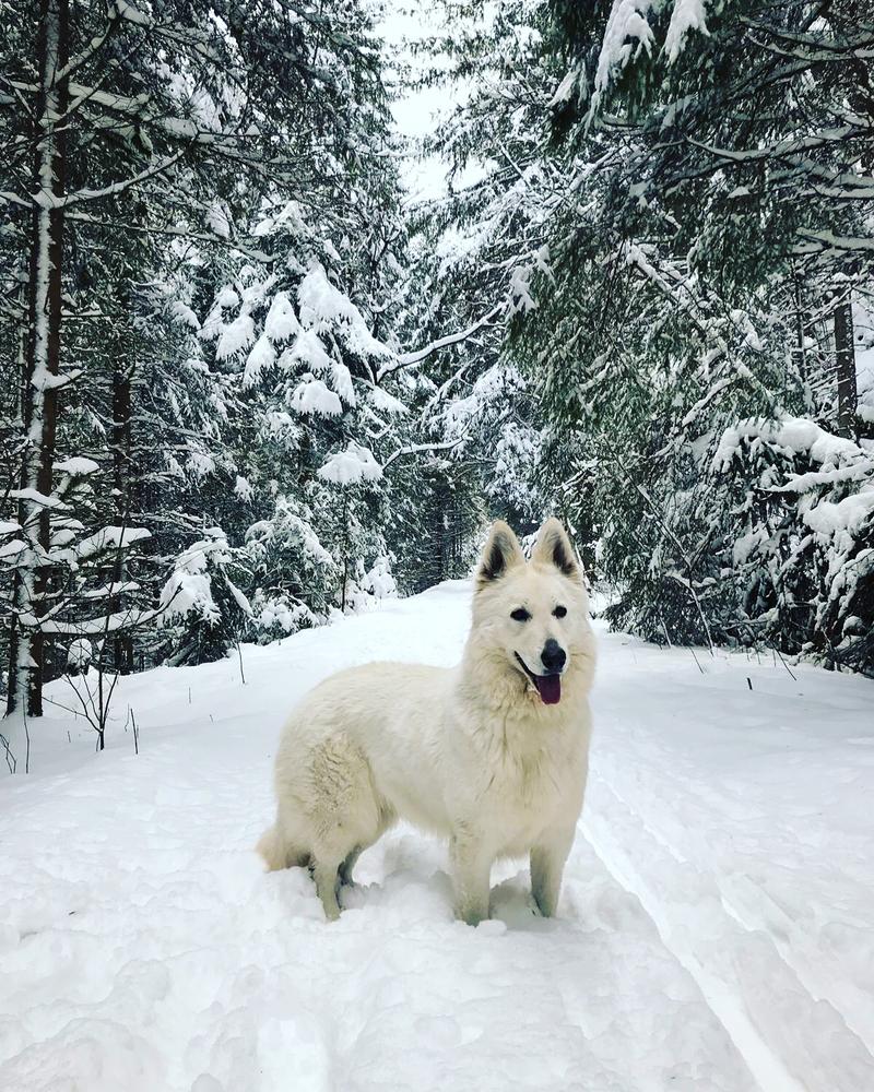 XAHNA AKBO-Parchovany | White Swiss Shepherd Dog 