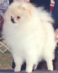 Wee Hearts Out With A Bang | Pomeranian 