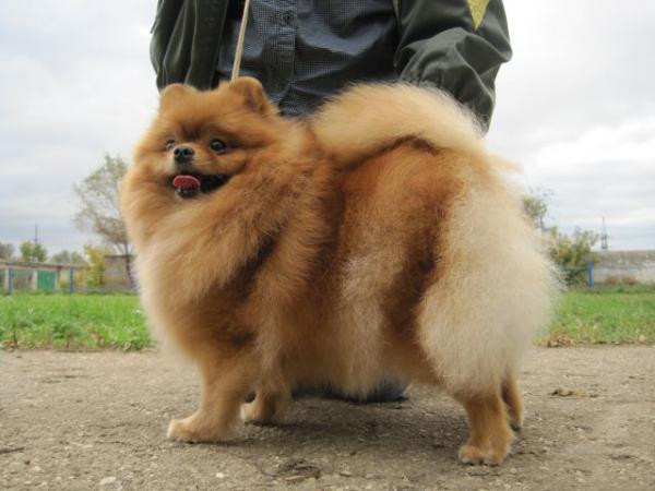 Rush Courage Bojole | Pomeranian 