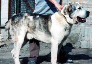 ARAB-AK-NUKER | Central Asian Shepherd Dog 