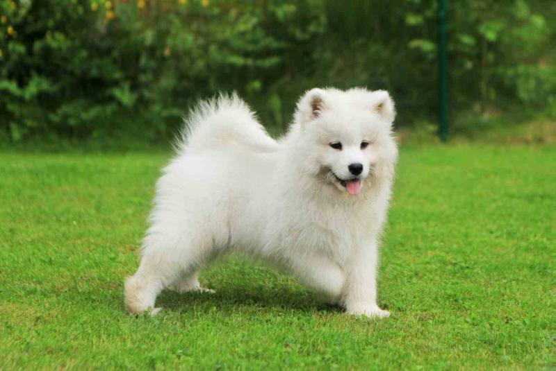 Siberian Love BRILLIANT BUNGEE WINTERFIELD | Samoyed 