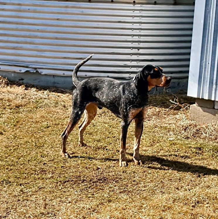 Monroe's Bawlin Jake | Bluetick Coonhound 