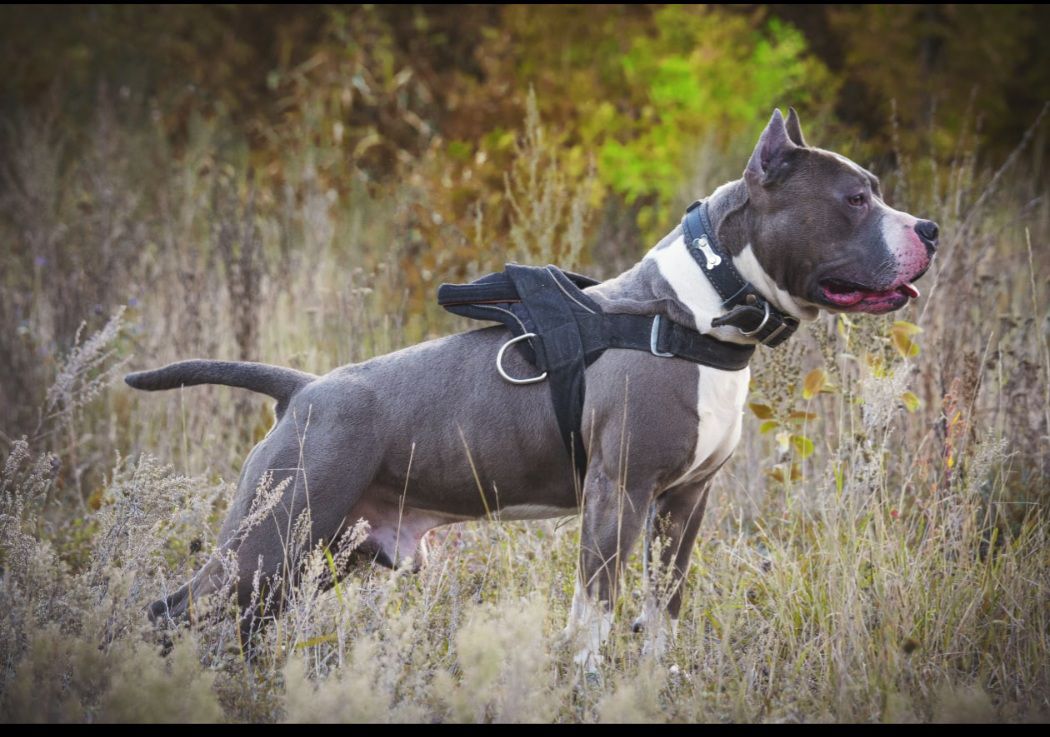 Inspires Respect Still Gvard | American Staffordshire Terrier 