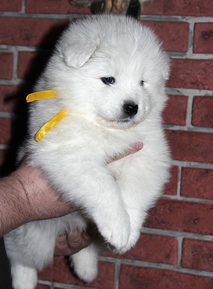 IZDOMASU SNEGUROCHKA | Samoyed 