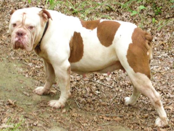 DSK's Annie oakley of Gargoyles | Olde English Bulldogge 