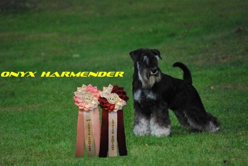 Onyx Harmender | Miniature Schnauzer 