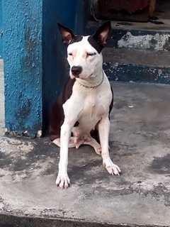 Doggpound's Brandi | American Pit Bull Terrier 