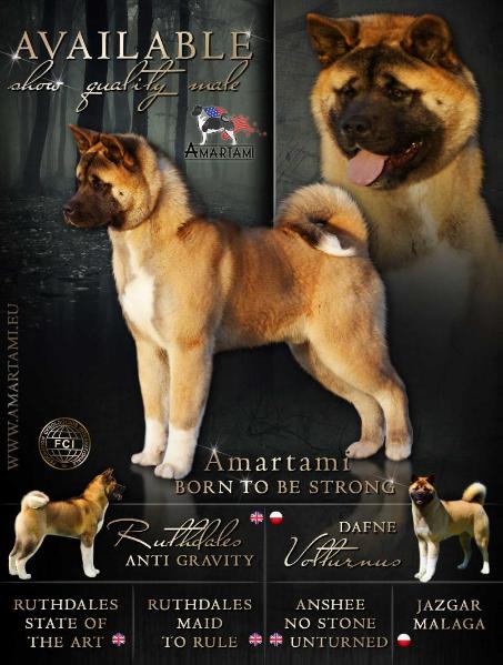 Amartami Born To Be Strong | Akita 