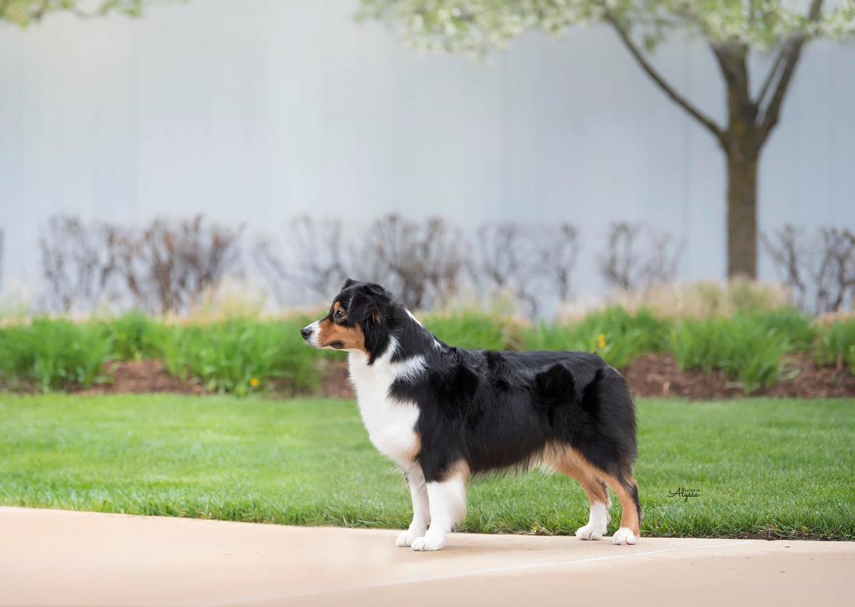 Gemfire's Black Hearted Dragon | Australian Shepherd 