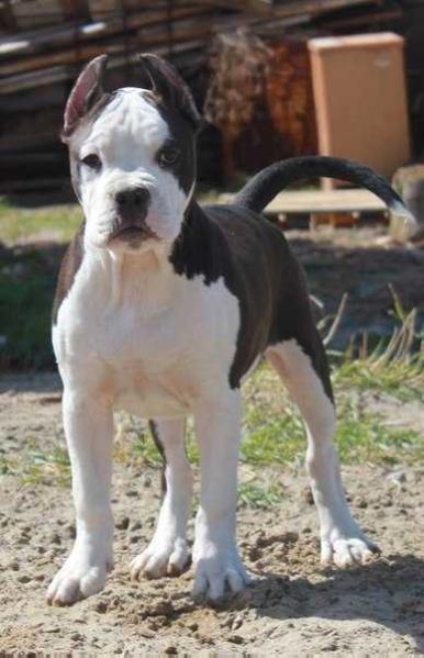 Sozvezdie Magii Je tem | American Staffordshire Terrier 