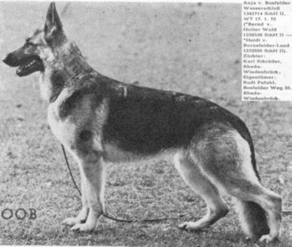 Anja vom Bosfelder-Wasserschloß | German Shepherd Dog 