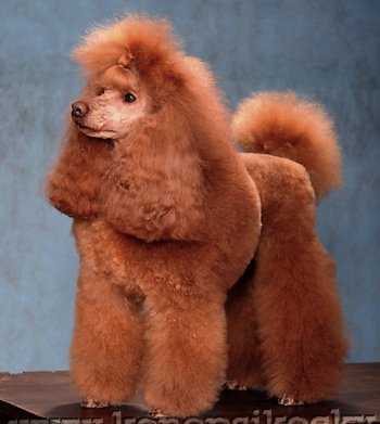 Uliana Madari Royal Sand | Poodle 