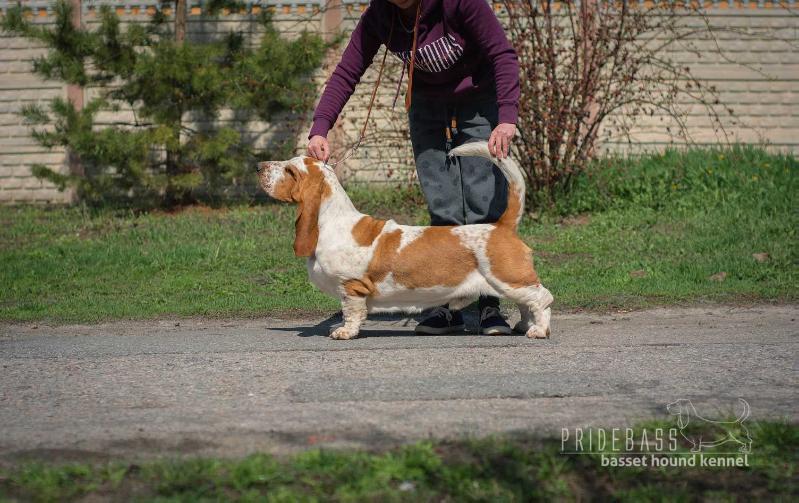 Pridebass Cheesecake | Basset Hound 