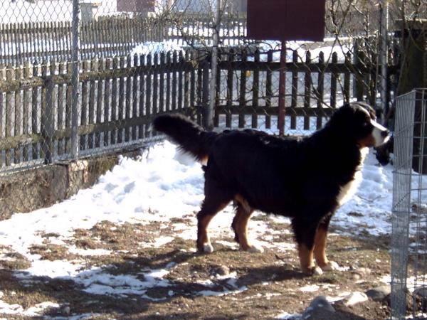 Quma v.d Hausmatt | Bernese Mountain Dog 