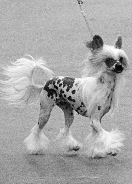 Omegaville Stop Press I'm Back | Chinese Crested 