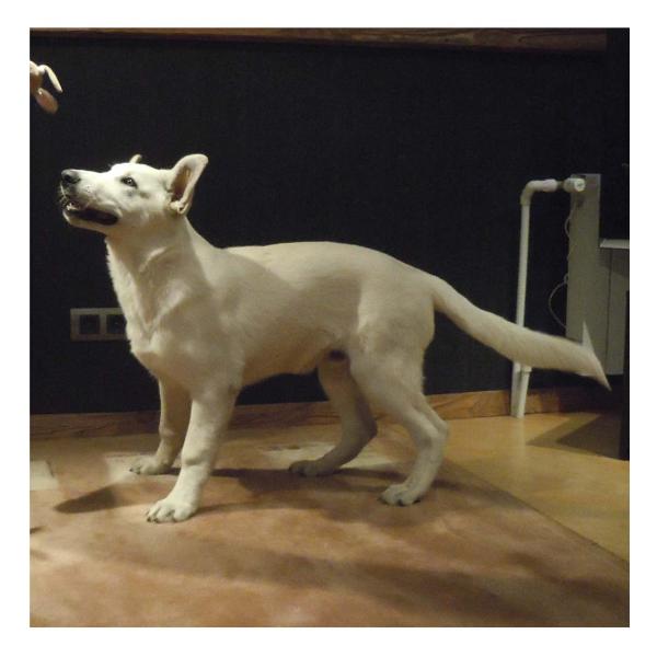 Nevalain Jakkard | White Swiss Shepherd Dog 