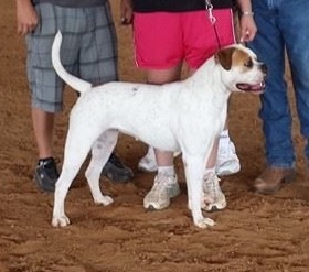 Top Gun's Pandora's Box of Bionics | American Bulldog 