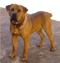 Mighty Gaustow | African Boerboel 