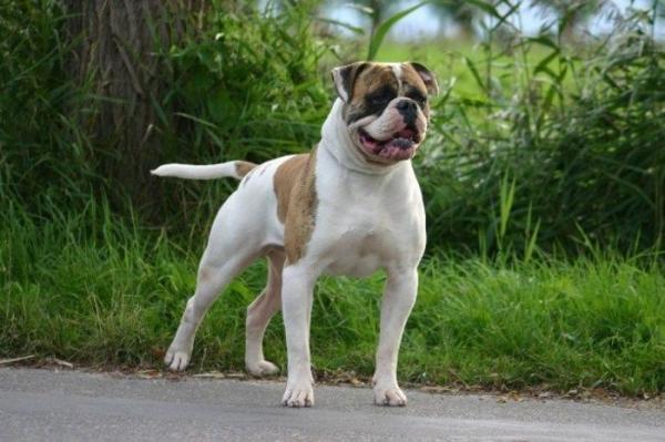 Bullforce's Bouncer Gold | American Bulldog 