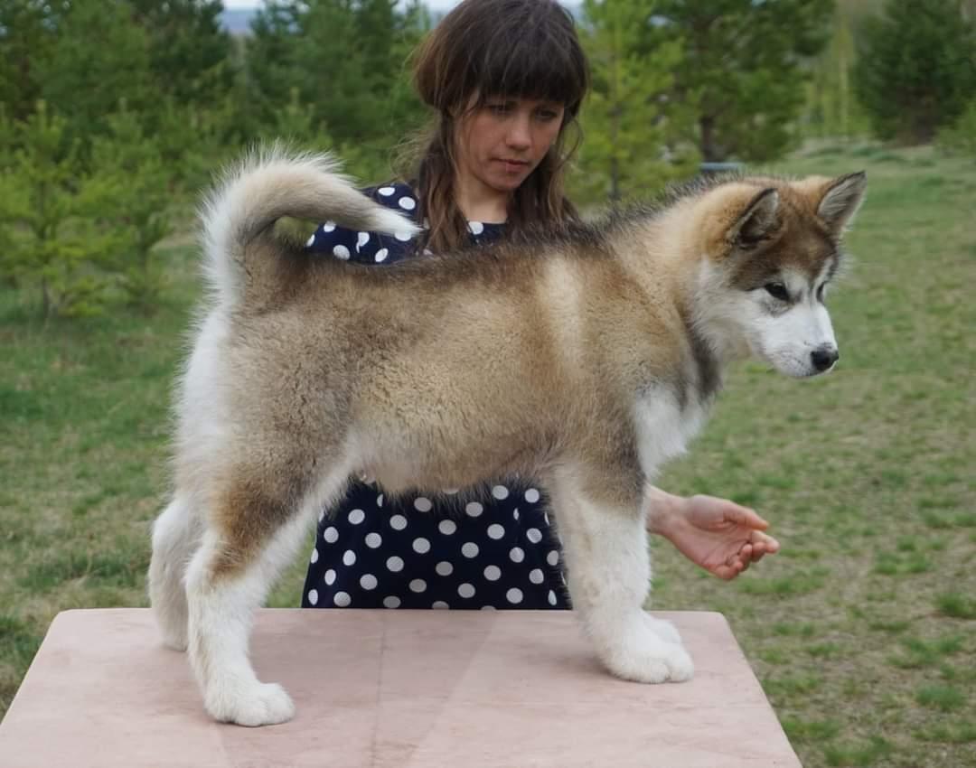 Born Conqueror of Vertices | Alaskan Malamute 