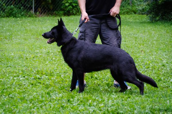 Maces Morticia | German Shepherd Dog 