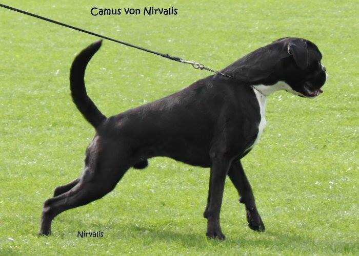Camus von Nirvalis | Boxer 