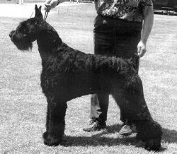 Skansen's Barbarossa | Giant Schnauzer 