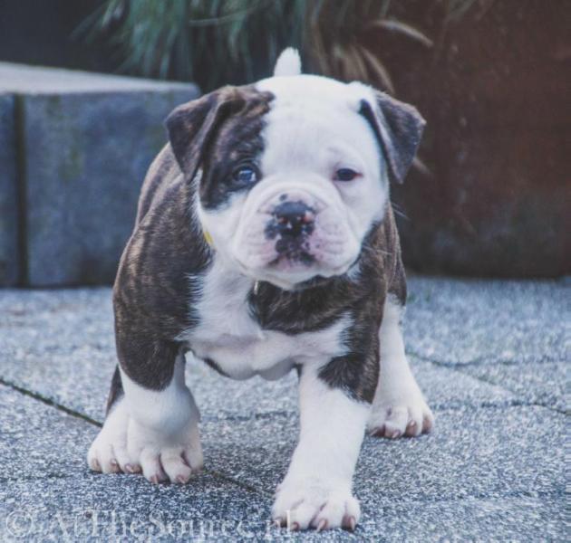 Izar of AtTheSource | American Bulldog 