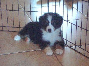 Brassy Acres Maybe Shes Born With It | Australian Shepherd 