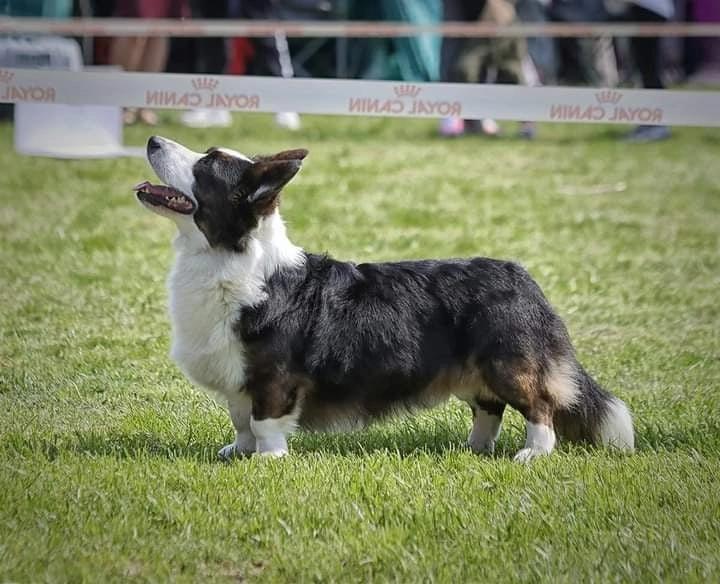 MILEND'S CRYING LIGHTNING | Cardigan Welsh Corgi 